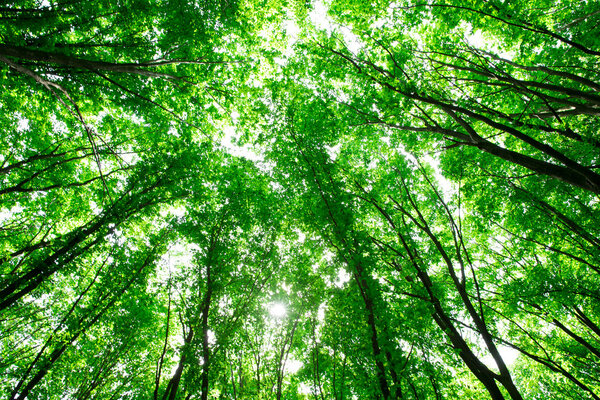 green forest background in a sunny day