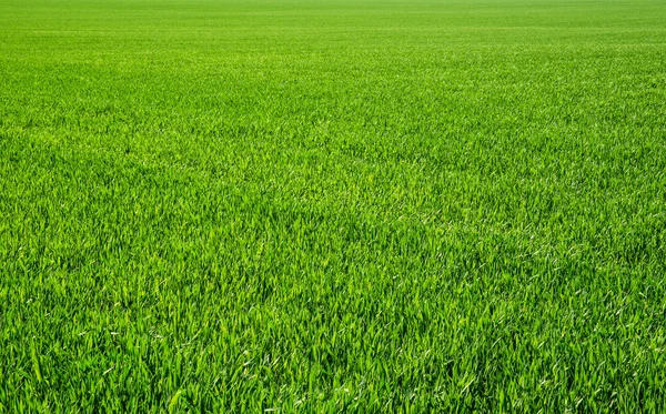 Fondo Una Hierba Verde — Foto de Stock