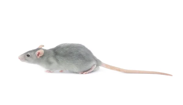 Rato Isolado Fundo Branco — Fotografia de Stock