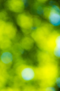 Güneşli soyut yeşil doğa arka planı, seçici odak