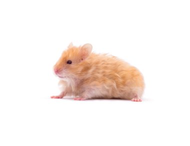 Beyaz arka plan üzerinde izole hamster