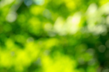 Yeşil bulanık arkaplan ve güneş ışığı