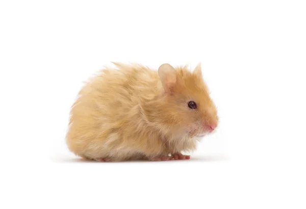 Een Hamster Geïsoleerd Een Witte Achtergrond — Stockfoto