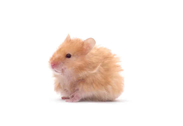 Hamster Witte Achtergrond — Stockfoto