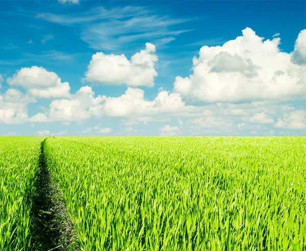 Field of grass and perfect sky — Stock Photo, Image