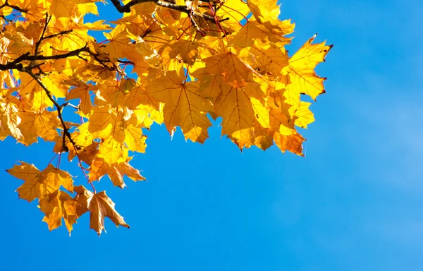 Leaves Autumn Fores Royalty Free Stock Photos