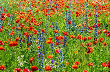 vahşi haşhaş ile çayır 