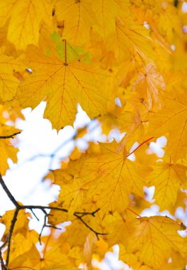 Sonbahar ormanında yapraklar