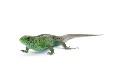 Beyaz arkaplanda kertenkele