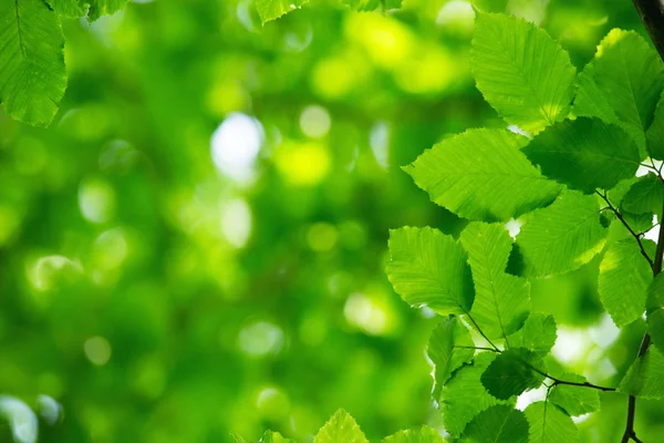 Folhas Verdes Nos Fundos Verdes — Fotografia de Stock