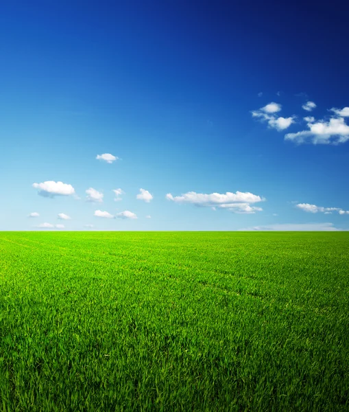 Campo d'erba e cielo perfetto — Foto Stock