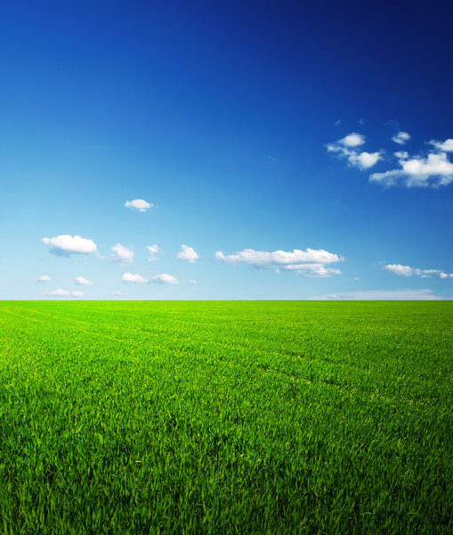 field of grass and perfect sky