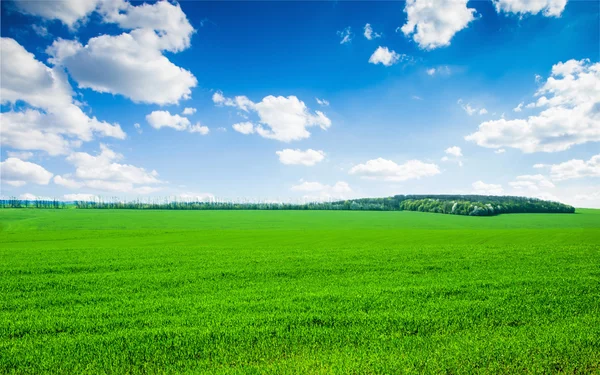 Campo Grama Céu Perfeito — Fotografia de Stock