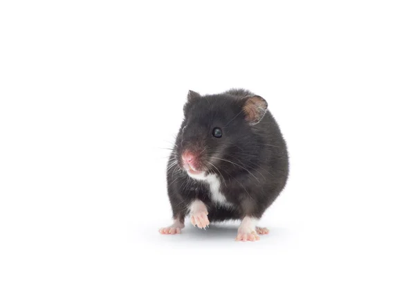 Hamster Geïsoleerd Een Witte Achtergrond — Stockfoto