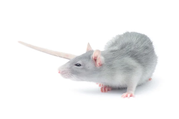 Ποντικός Απομονωμένος Στο Λευκό Φόντο — Φωτογραφία Αρχείου