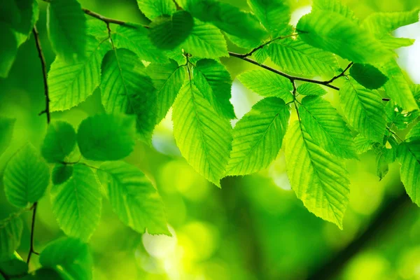 Folhas Verdes Nos Fundos Verdes — Fotografia de Stock