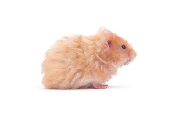 Hamster Geïsoleerd Een Witte Achtergrond — Stockfoto