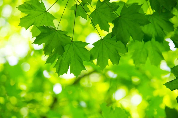 Hojas Frescas Verdes — Foto de Stock