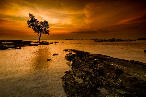 Ensamt träd på kusten — Stockfoto