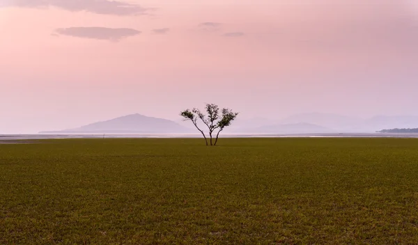 Samotne drzewo w środku morza traw — Zdjęcie stockowe