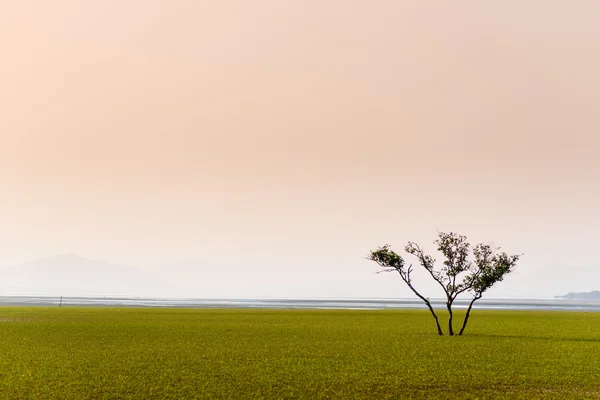 Samotne drzewo w środku morza traw — Zdjęcie stockowe