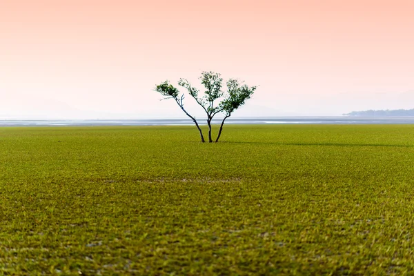 Einsamer Baum inmitten von Seegras — Stockfoto