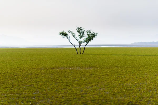 Magányos fa a közepén a tengeri fű — Stock Fotó