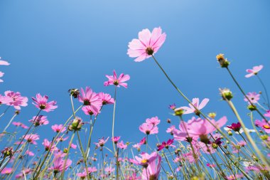 Cosmos güneşli bir günde çayır çiçek