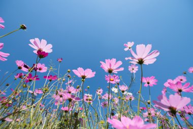 Cosmos güneşli bir günde çayır çiçek