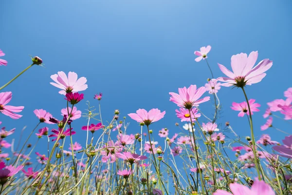 Kosmos Blumenwiese an sonnigem Tag Stockbild