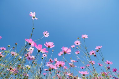 Cosmos güneşli bir günde çayır çiçek