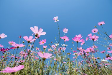 Cosmos güneşli bir günde çayır çiçek