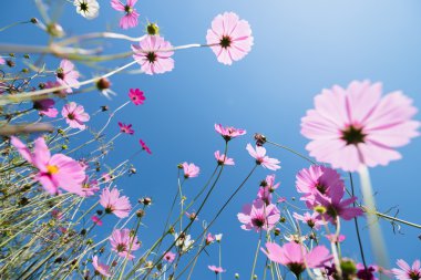 Cosmos güneşli bir günde çayır çiçek