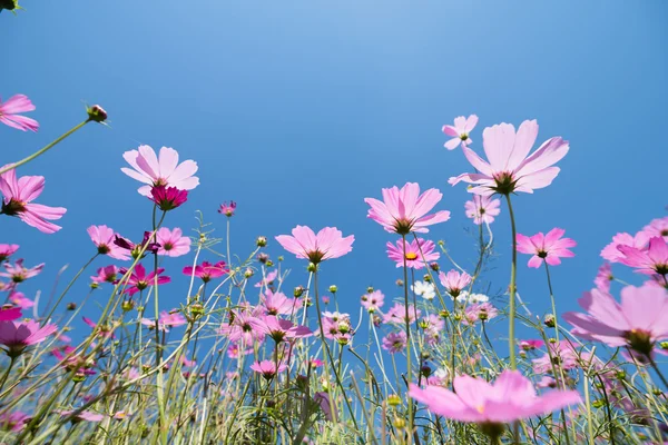 Kosmos Blumenwiese an sonnigem Tag Stockfoto