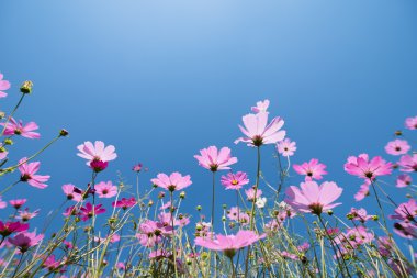 Cosmos güneşli bir günde çayır çiçek