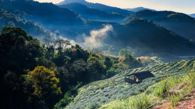 Vadi sabah çay çiftlik 