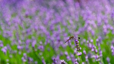 Yusufçuk çiçek lavanta alanındaki buluşuyoruz 