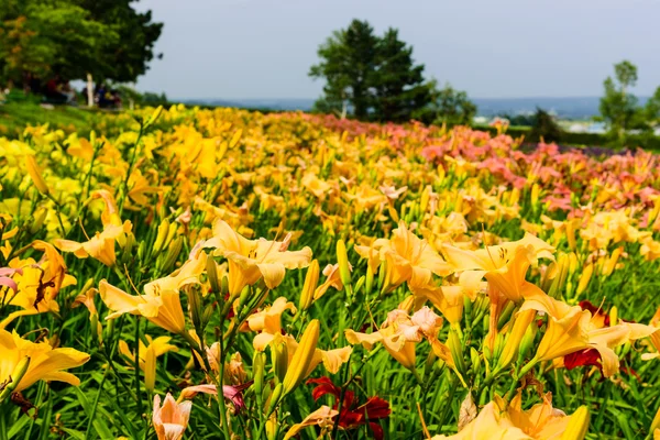 Giardino di giglio con vari colori di fiore di giglio Immagine Stock