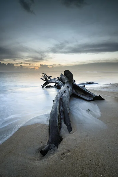 Мертвое дерево на пляже — стоковое фото