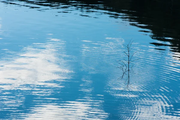 Odrážejí větev ve vodě — Stock fotografie