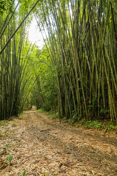 Sentiero della foresta di bambù — Foto Stock