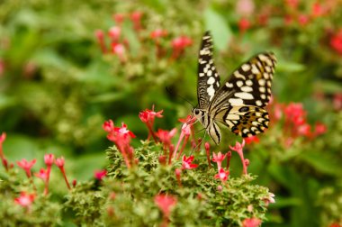Kırmızı çiçek ile kelebek