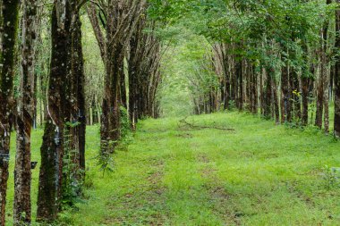 lateks ormanda yürüyüş yolu