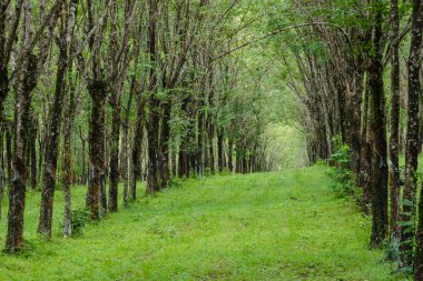 lateks ormanda yürüyüş yolu