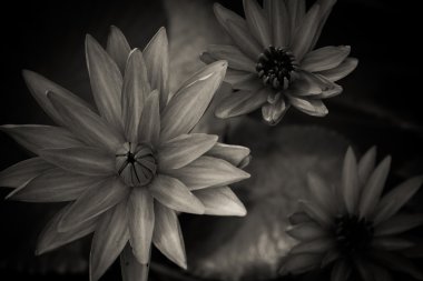 siyah ve beyaz güzel lotus bloom gölet