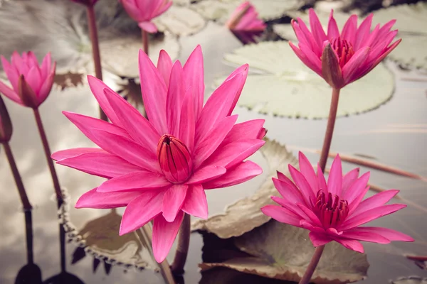 sepia photo beautiful lotus bloom in pond