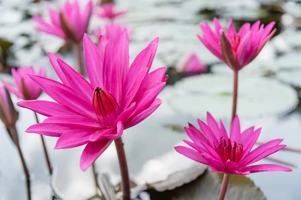 beautiful lotus bloom in pond