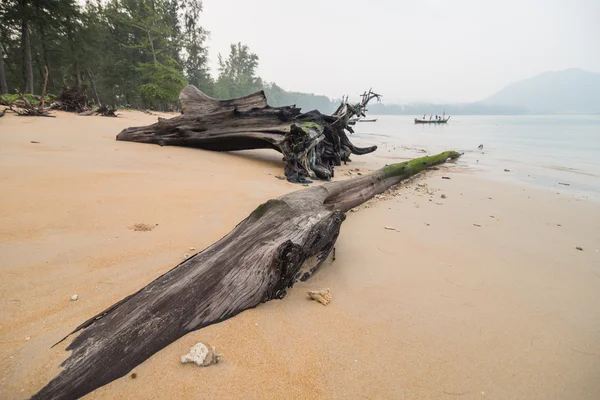 在海滩上的死木头 — 图库照片