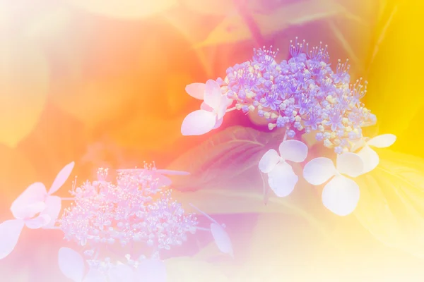 Fondos de flores en colores cálidos — Foto de Stock