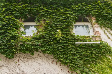 evin duvarına kapağında yaprakları